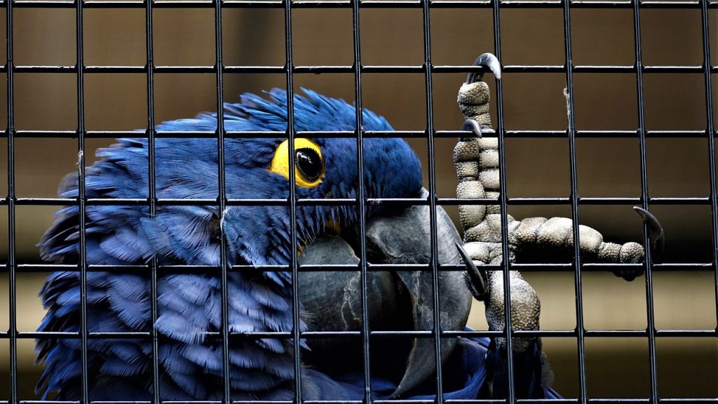 do-birds-get-bored-in-cages-birdful