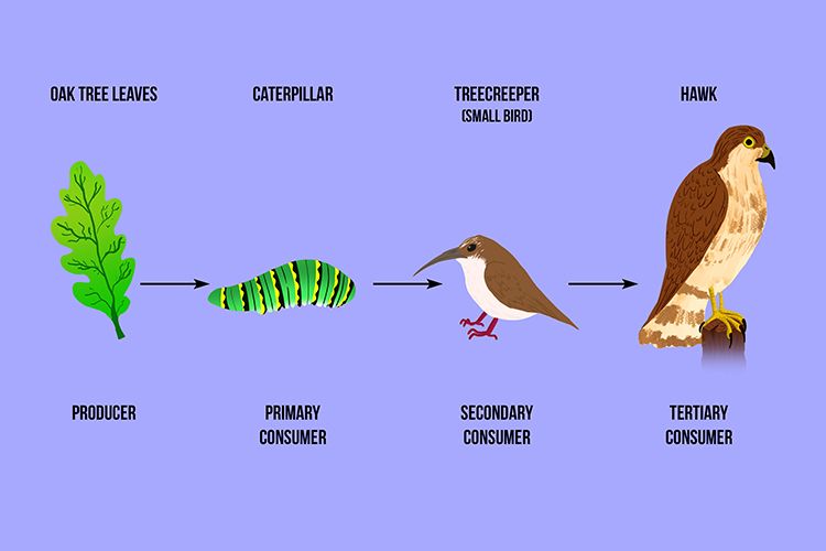 Is a hawk a secondary consumer? - Birdful