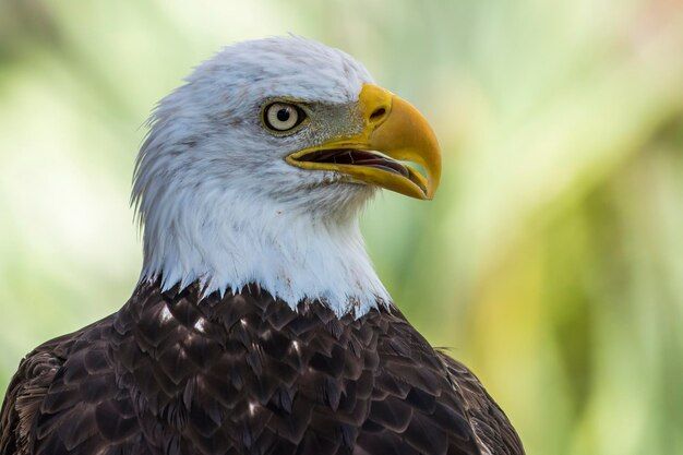 What is unusual about the bald eagle's eyes? - Birdful