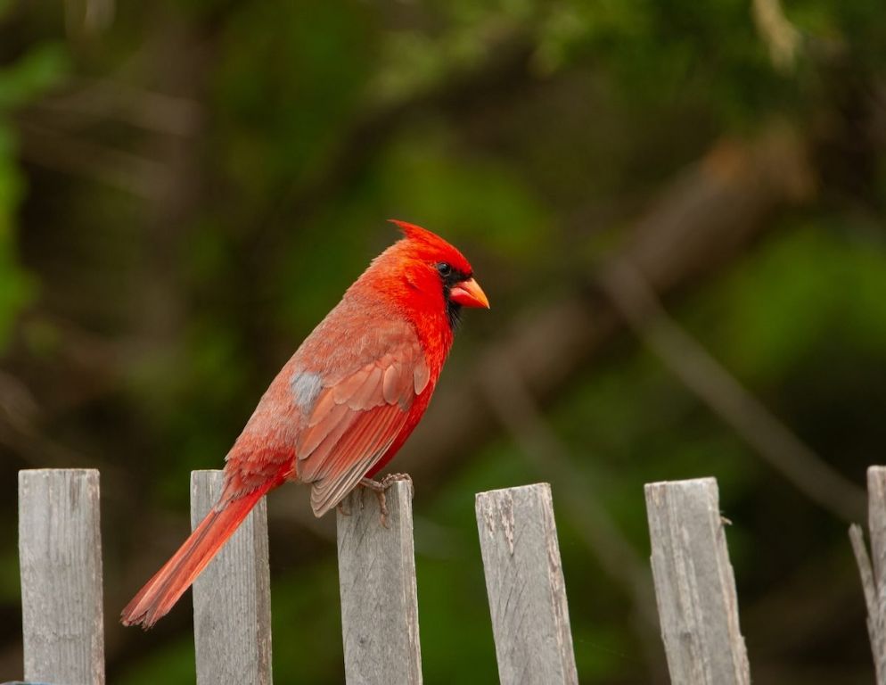 seeing-a-red-bird-mean-anything-or-just-a-bird-on-a-fence