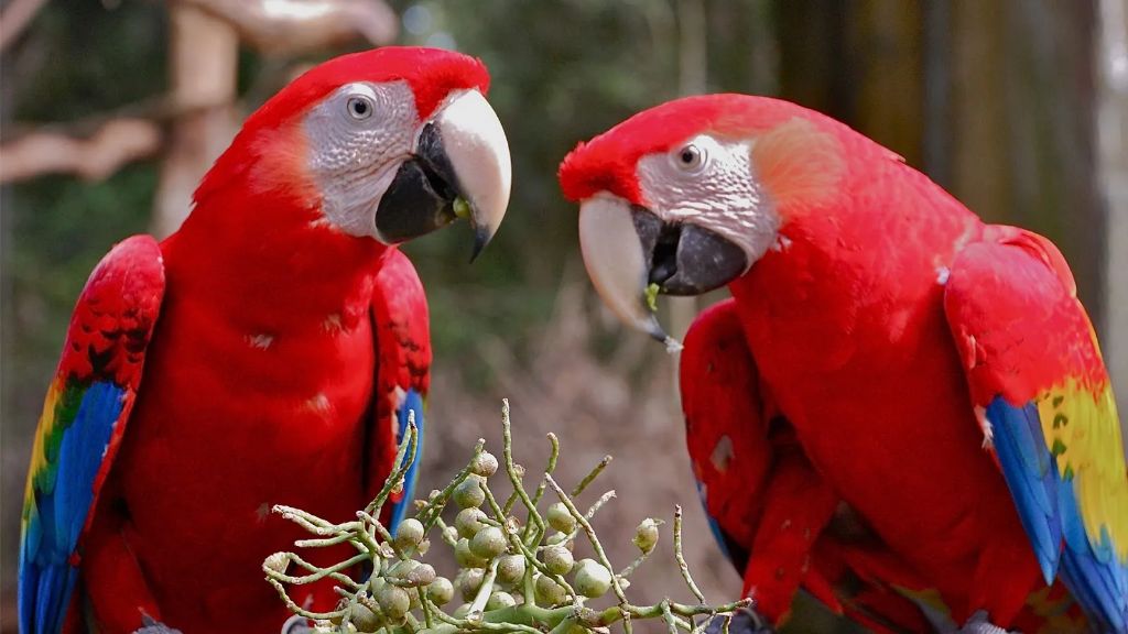 Where is the Southeast Exotic Bird Fair in Plant City? Birdful