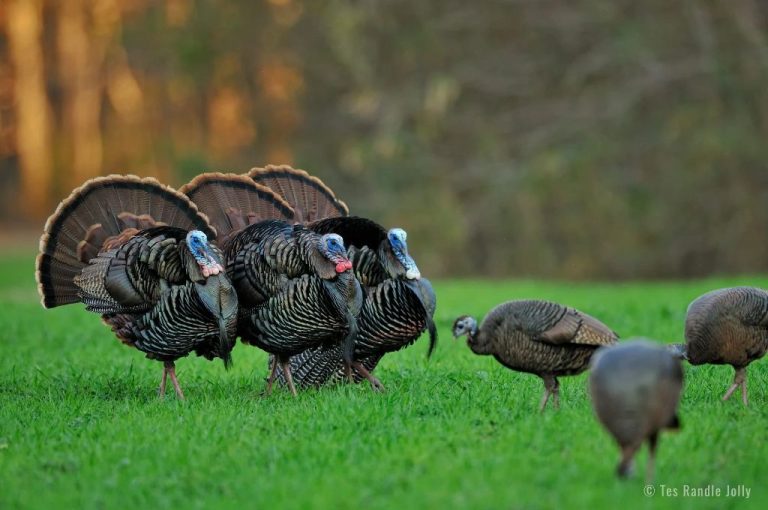 why-do-wild-turkeys-spread-their-tail-feathers-birdful