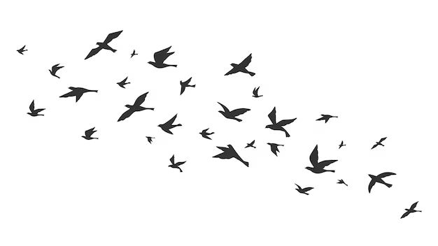 What is the pattern of birds flying? - Birdful