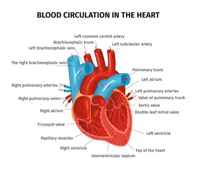 What are ventricle veins? - Birdful