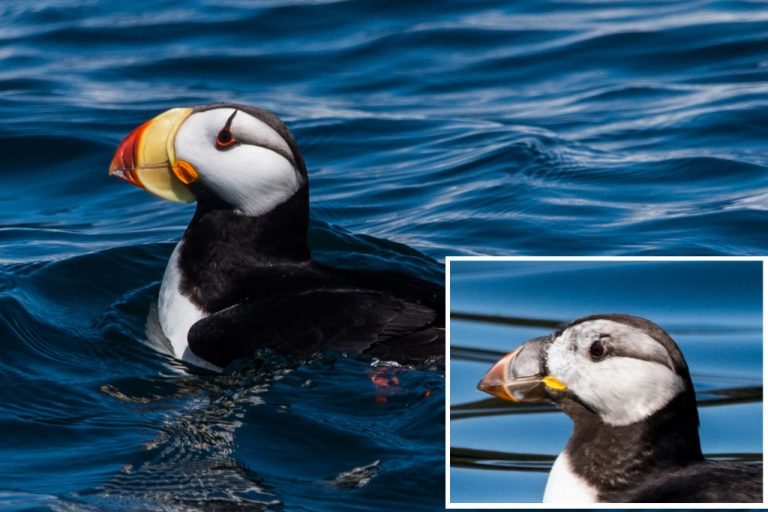 Why Do Puffins Shed Their Beaks Birdful