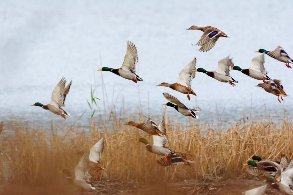 What are the duck limits in Arkansas? Birdful