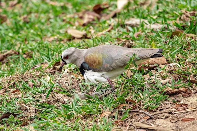 What bird lays eggs in the grass? - Birdful