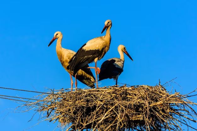 What family are storks in? - Birdful