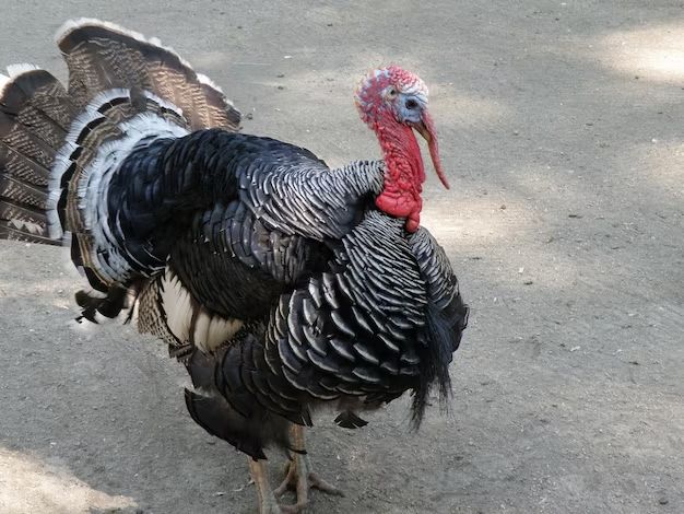 do-female-turkeys-spread-their-feathers-birdful